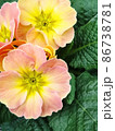bright flowers macro photo. Macro photo in a summertime. 86738781