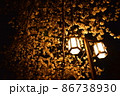 灯りに照らされた夜の桜 86738930