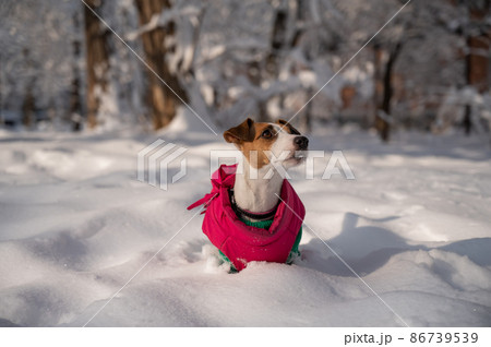 Dog jack russell terrier in a warm jacket in the snow in winter.  Dog jack russell terrier in a warm jacket in the snow in winter.  86739539