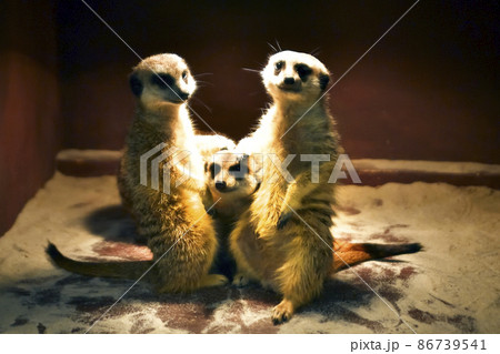 ミーアキャットの記念写真 86739541