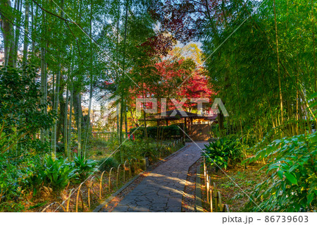 静岡県伊豆市修善寺 紅葉シーズンの竹林の小径 静岡県伊豆市修善寺 紅葉シーズンの竹林の小径 86739603