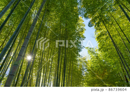 静岡県伊豆市修善寺 紅葉シーズンの竹林の小径 静岡県伊豆市修善寺 紅葉シーズンの竹林の小径 86739604