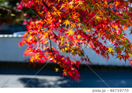 静岡県伊豆市修善寺　修禅寺の紅葉 86739770
