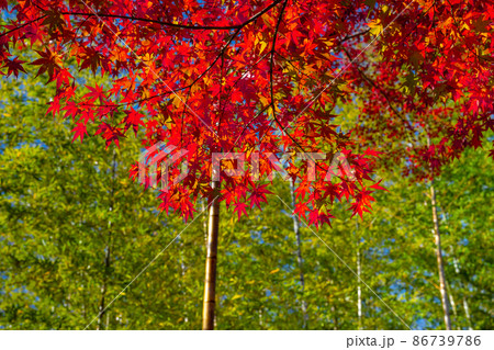 静岡県伊豆市修善寺　修禅寺の紅葉 86739786