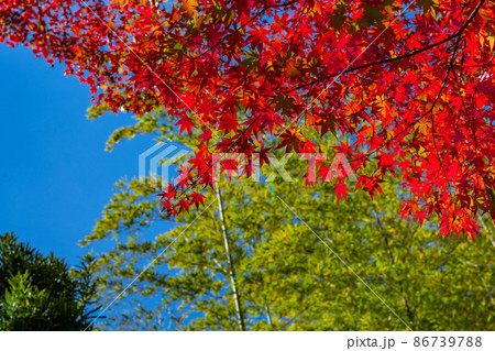 静岡県伊豆市修善寺　修禅寺の紅葉 86739788