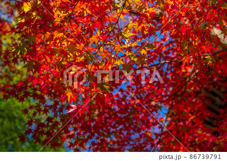 静岡県伊豆市修善寺　修禅寺の紅葉 86739791