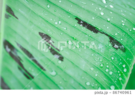 banana plant, blood banana or Musa acuminata or Musa balbisiana or dew drop 86740961