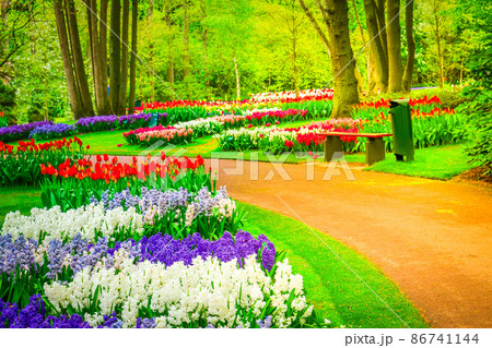 hyacinth flowerbeds 86741144