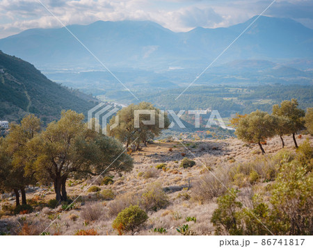 walk in olive grove, Harvest ready to produce extra virgin olive oil walk in olive grove, Harvest ready to produce extra virgin olive oil 86741817