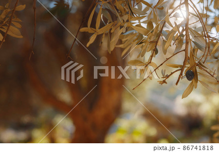 walk in olive grove, Harvest ready to produce extra virgin olive oil walk in olive grove, Harvest ready to produce extra virgin olive oil 86741818