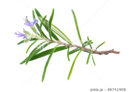 Sprig rosemary with flower isolated on white background. Fresh rosemary branch. Sprig rosemary with flower isolated on white background. Fresh rosemary branch. 86741908