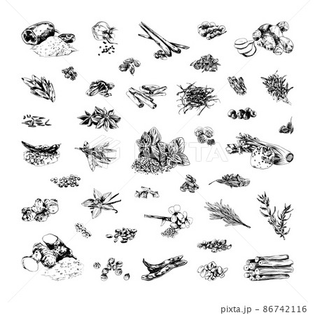 Collection of monochrome illustrations of spice in sketch style. Hand drawings in art ink style. Black and white graphics. 86742116
