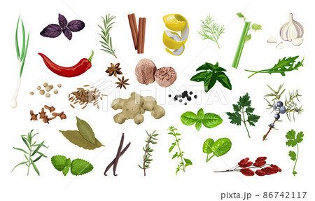 Collection of realistic natural spices and seasonings. Detailed organic ingredients. 86742117