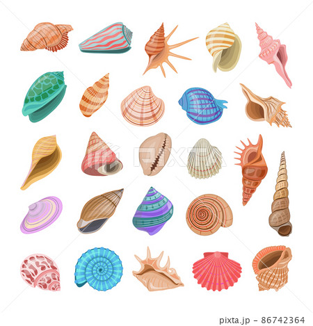 Collection of colorful realistic seashells. Collection of colorful realistic seashells. 86742364
