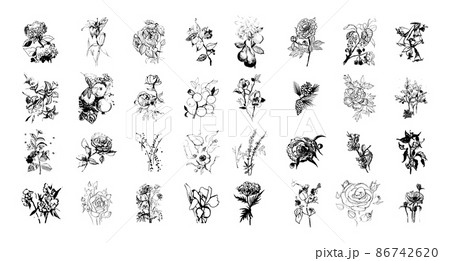 Hand drawn plants and flowers collection. Monochrome vector illustrations in a sketch style. Black and white graphics. Hand drawn plants and flowers collection. Monochrome vector illustrations in a sketch style. Black and white graphics. 86742620