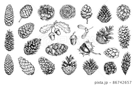 Collection of monochrome illustrations of pine cones in sketch style. Hand drawings in art ink style. Black and white graphics. 86742657