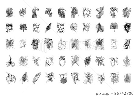 Collection of monochrome illustrations of palm trees in sketch style. Hand drawings in art ink style. Black and white graphics. Collection of monochrome illustrations of palm trees in sketch style. Hand drawings in art ink style. Black and white graphics. 86742706