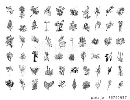 Collection of monochrome illustrations of nordic plants in sketch style. Hand drawings in art ink style. Black and white graphics. 86742937