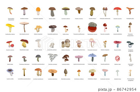 Collection of realistic mushrooms with names. 86742954