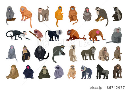 Vector collection of monkeys in a detailed style. 86742977