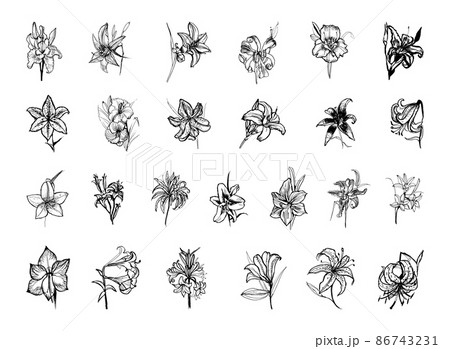 Collection of monochrome illustrations of lily in sketch style. Hand drawings in art ink style. Black and white graphics. 86743231