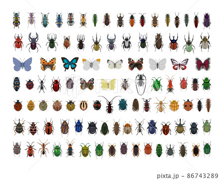 Collection of realistic colorful insects. 86743289