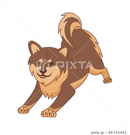 Shiba inu dog on a white background. Shiba inu dog on a white background. 86743465