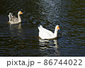 White and grey geese 86744022