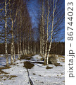 Birch alley in early spring 86744023