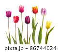 Seven different color  tulips 86744024