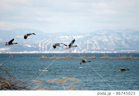 琵琶湖の冬の渡り鳥 滋賀県長浜市 琵琶湖の冬の渡り鳥 滋賀県長浜市 86745025