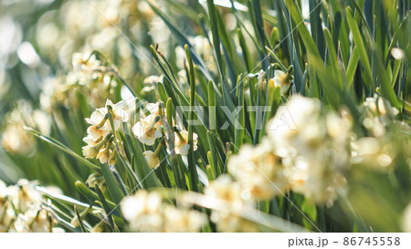 湘南三浦半島の神奈川県三浦市城ヶ島の冬の水仙 86745558