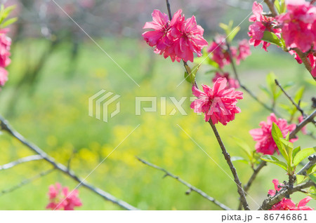 紅色の桃の花 紅色の桃の花 86746861