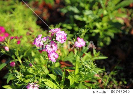 ダイアンサスの花 86747049