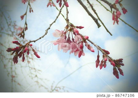 桜 桜 86747106
