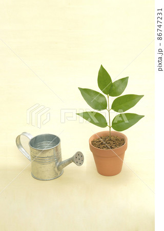 植木鉢の幼木とジョウロ 86747231