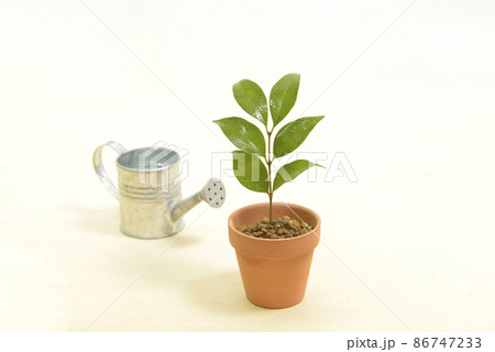 植木鉢の幼木とジョウロ 86747233