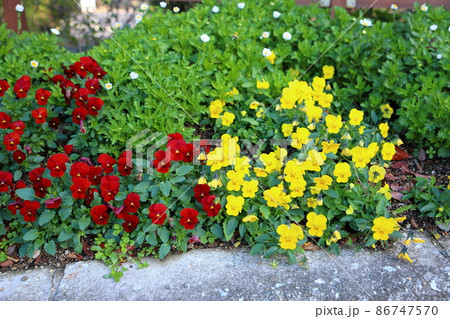 ビオラの花 ビオラの花 86747570