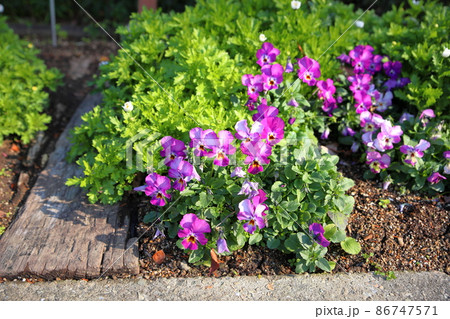ビオラの花 86747571