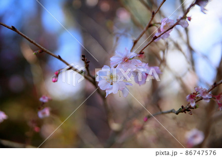 ジュウガツザクラの花 ジュウガツザクラの花 86747576