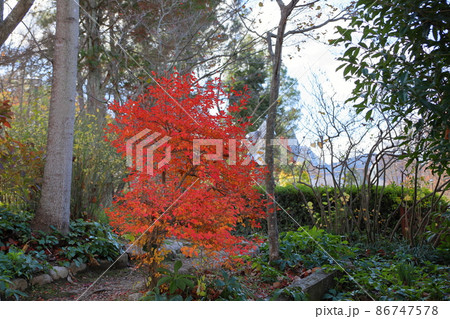 ドウダンツツジ紅葉 86747578