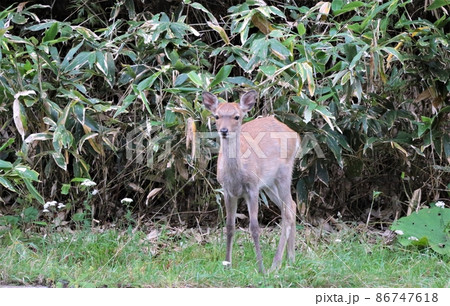 エゾシカ 86747618