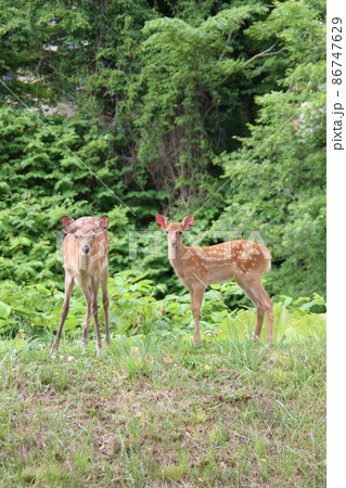エゾシカ 86747629