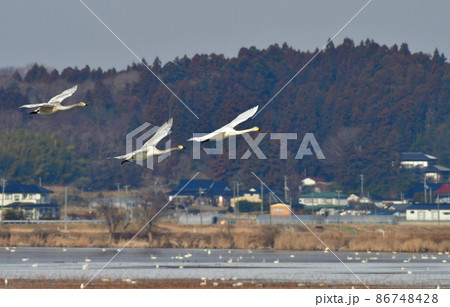 氷結した伊豆沼　飛翔するオオハクチョウの家族 86748428