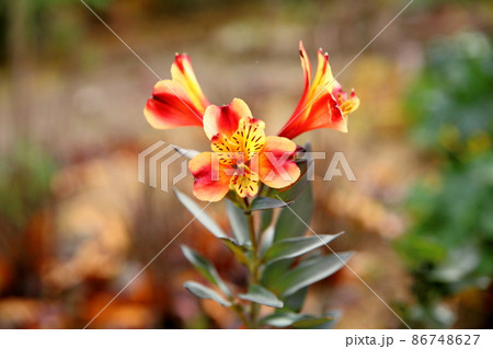 アリストロメリアの花 アリストロメリアの花 86748627