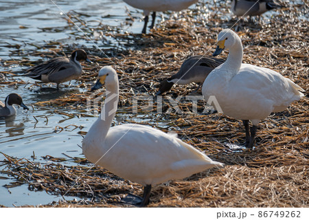 コハクチョウ 越辺川 白鳥飛来地 川島町 コハクチョウ 越辺川 白鳥飛来地 川島町 86749262