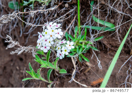 中国　青海省　澤庫県の峠に咲くサクラソウ科トチナイソウ属 Androsace mariae 86749577