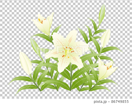 尤里，淡黃白色 86749855