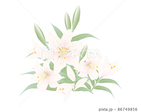 ゆり・淡いピンクがかった白 86749856