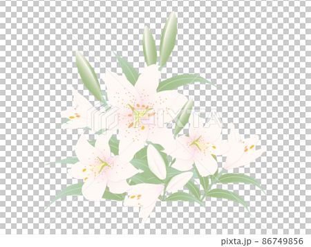 尤里，淡粉白色 86749856